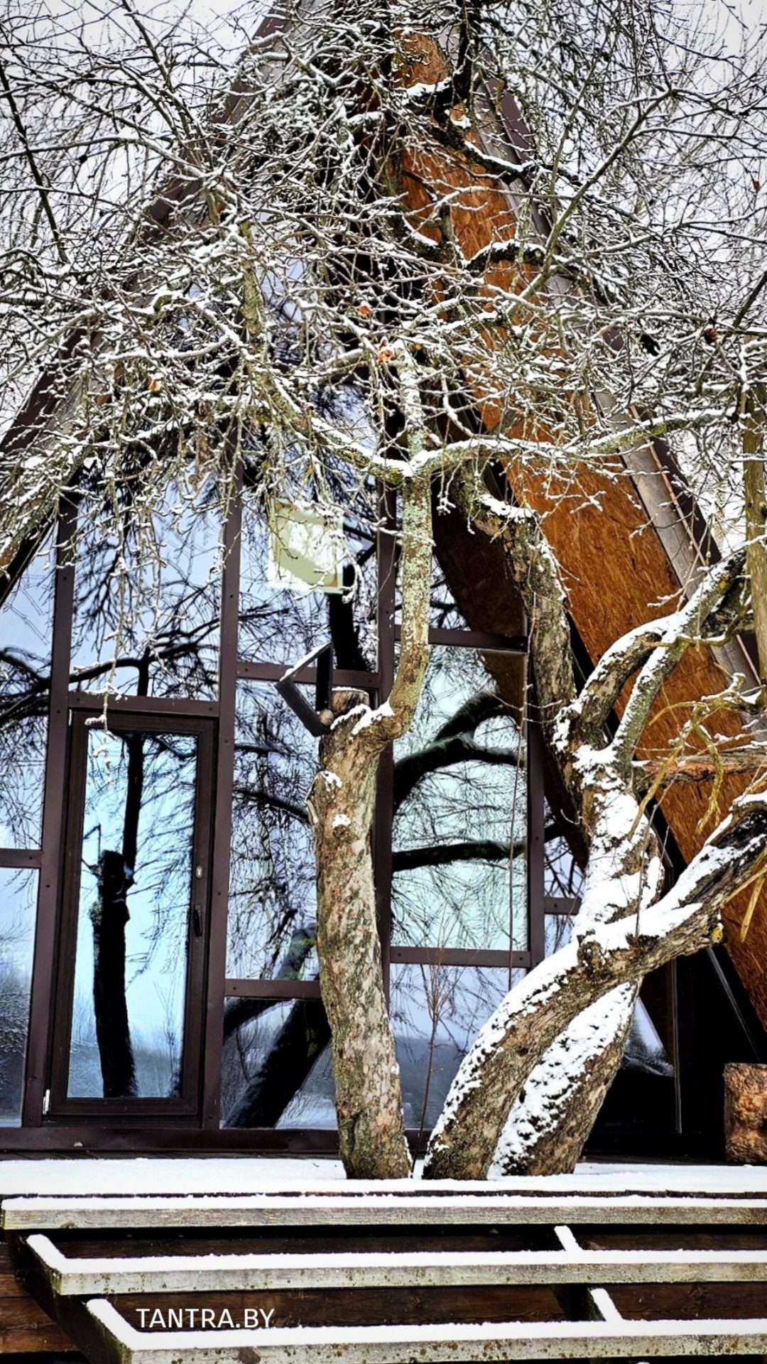 Коттедж A-Frame зимой — заснеженная яблоня у стеклянного фасада, аренда дома на природе в усадьбе «Тихий Сад»